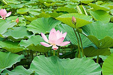 2D像素清版动作《SiNiSistar》正式发售 仅售22元